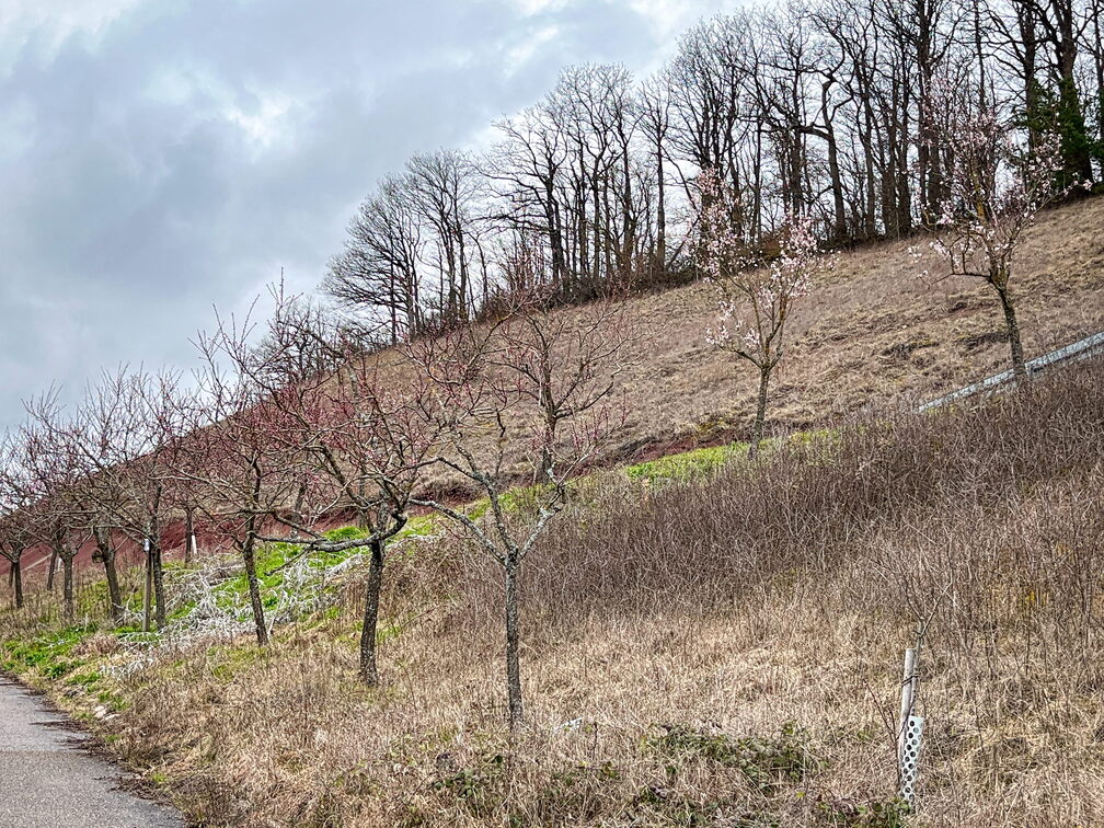 23-03-12 14-50-00 4801